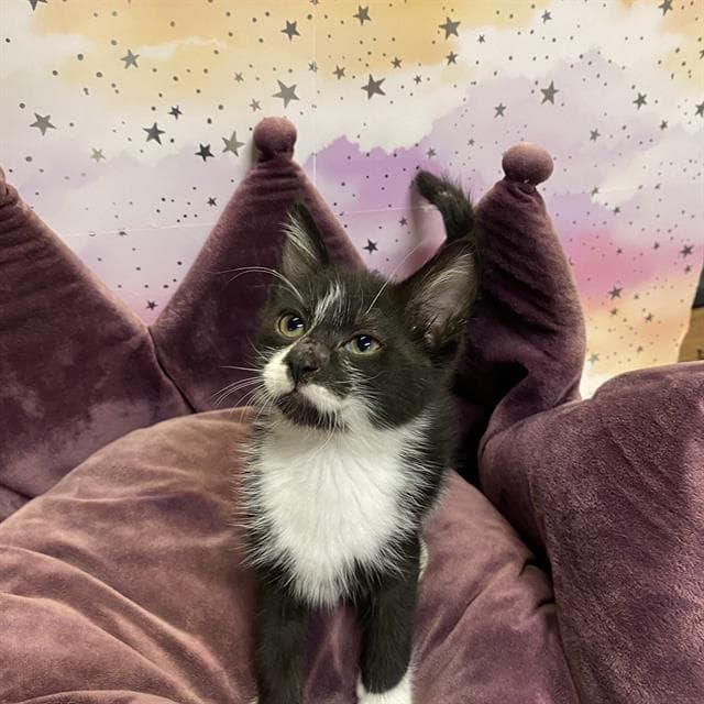 Fritz - Domestic Short Hair