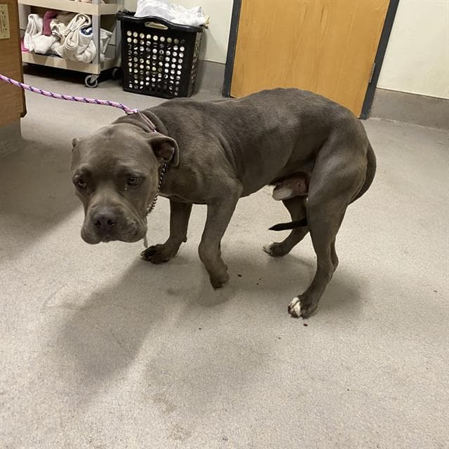 Manny - Pit Bull Terrier