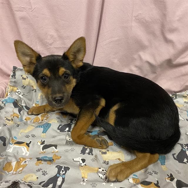 Unknown - Border Collie