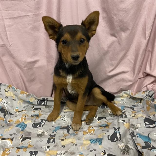 Unknown - Border Collie