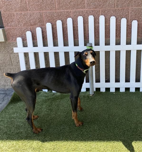 Prince - Doberman Pinscher