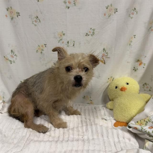 Teddy - Cairn Terrier