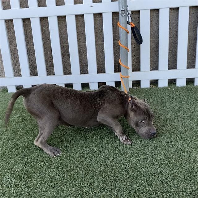 Cali - Pit Bull Terrier