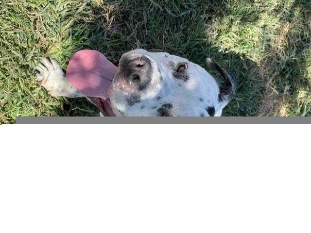 Chubbs - Pit Bull Terrier