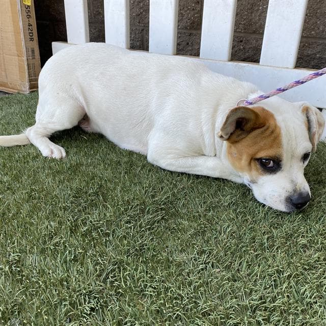 Unknown - Staffordshire Bull Terrier