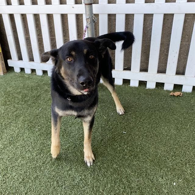 Unknown - German Shepherd Dog