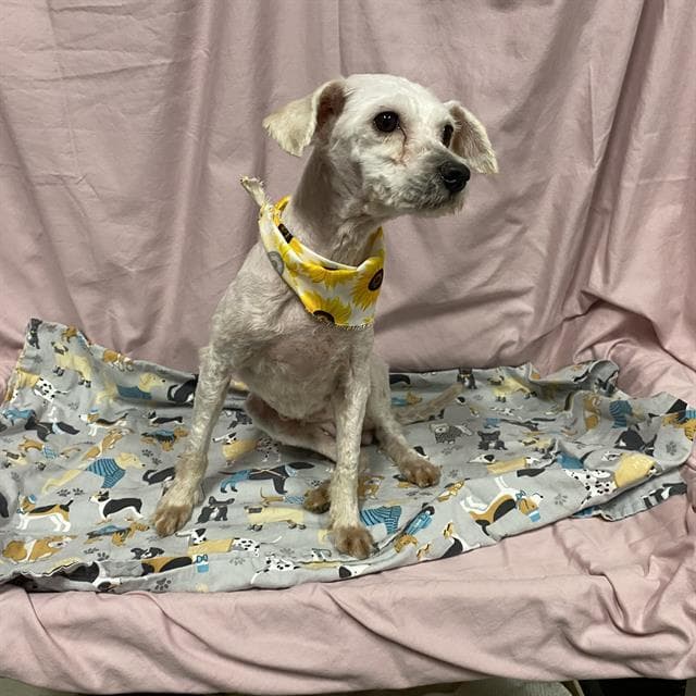 Unknown - Poodle (Miniature)