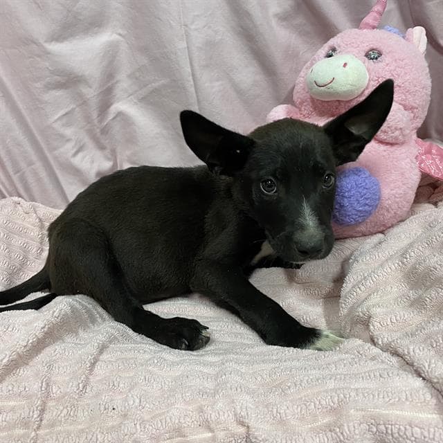 Polemos - Border Collie