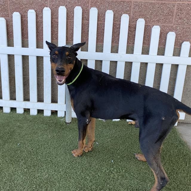 Unknown - Doberman Pinscher