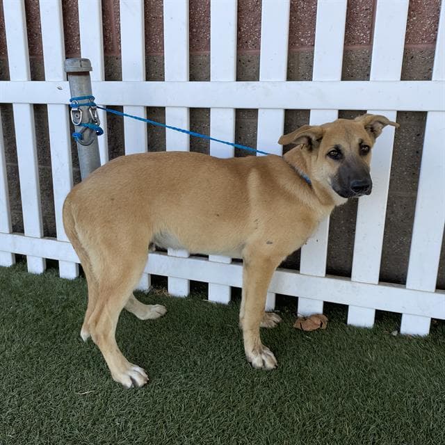 Gellert - German Shepherd Dog