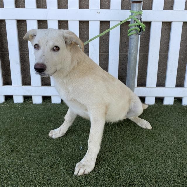 Albus - Labrador Retriever