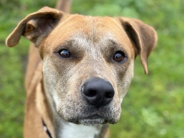 Aragorn - Pit Bull Terrier