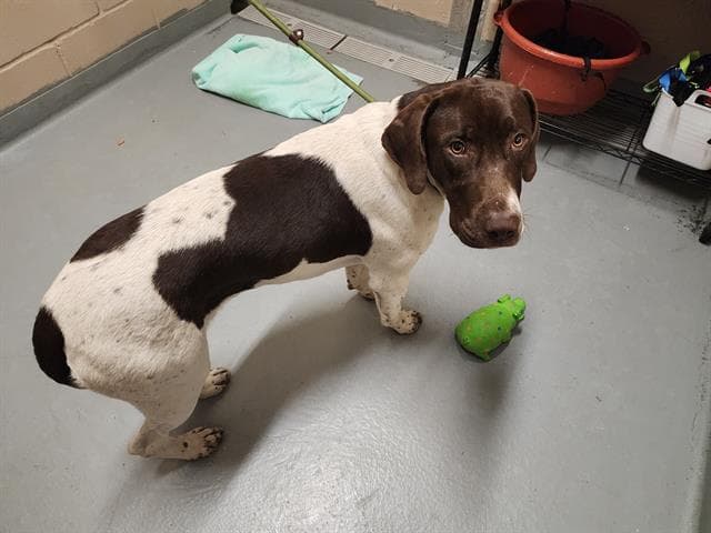 Trebble - German Shorthaired Pointer