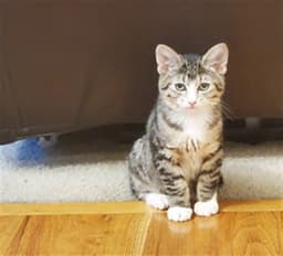 Bella image 1
