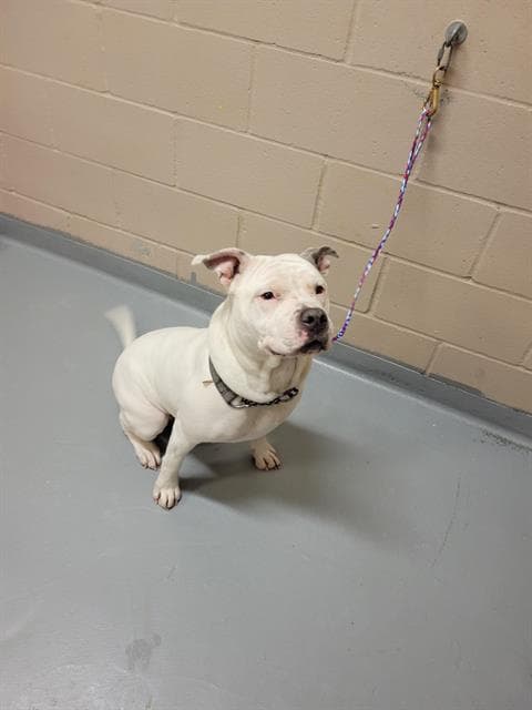 Hostess - Pit Bull Terrier