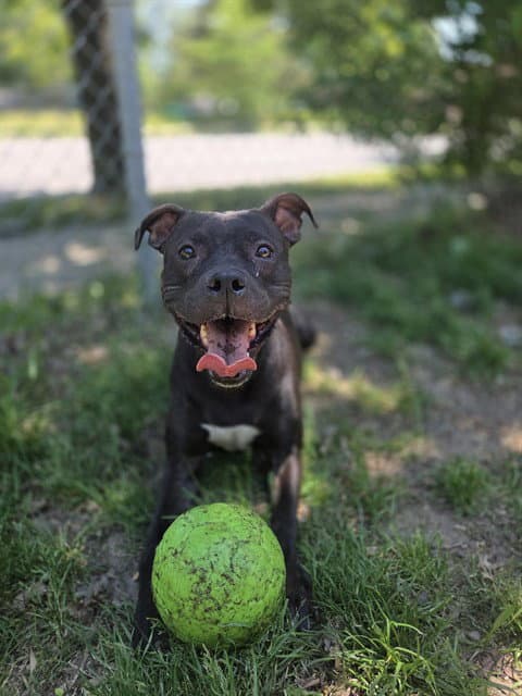 Star - American Bulldog