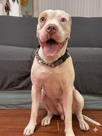 Bronx - American Bulldog