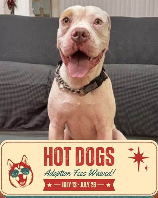 Bronx - American Bulldog