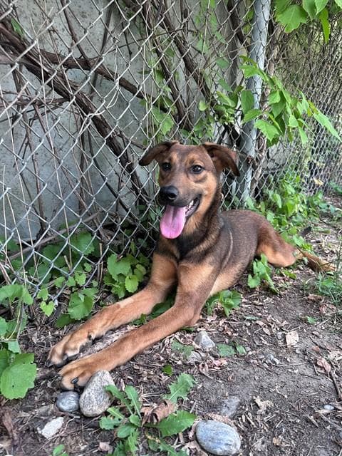 Pluto - German Shepherd Dog