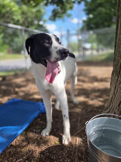 Jupiter - Border Collie