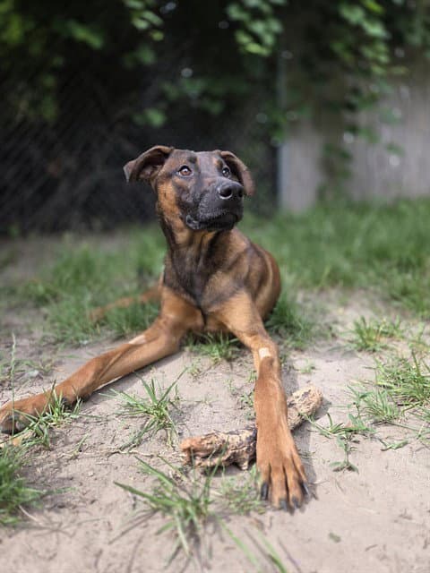 Mercury - German Shepherd Dog