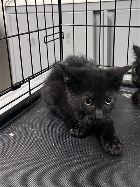 Poe - Domestic Short Hair