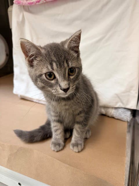 Opal - Domestic Short Hair