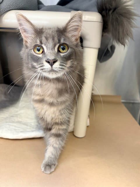 Sable - Domestic Short Hair