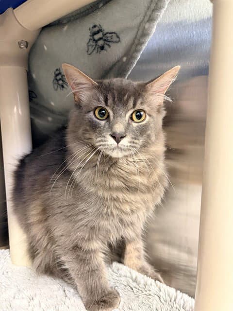 Slate - Domestic Short Hair