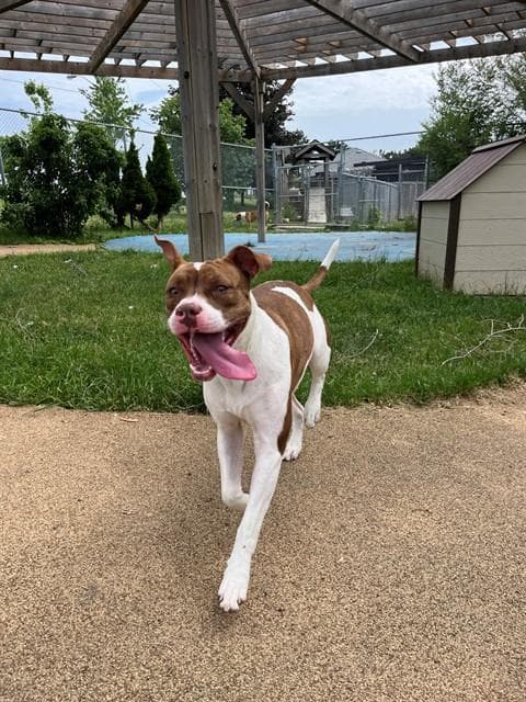 Monroe - American Bulldog