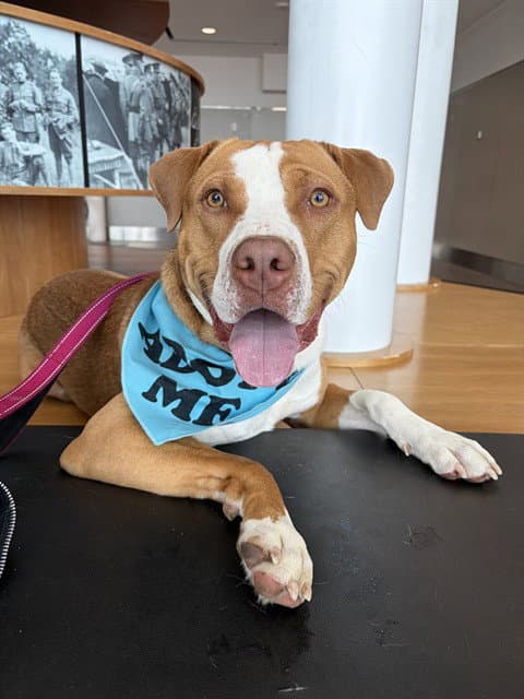 Hank - American Bulldog