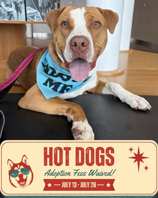 Hank - American Bulldog
