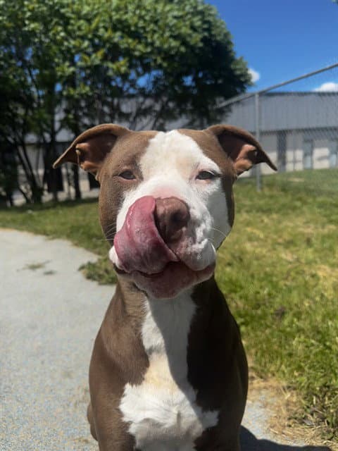 Sonic - American Bulldog