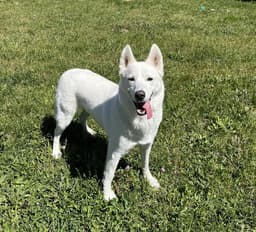 Millie image 1