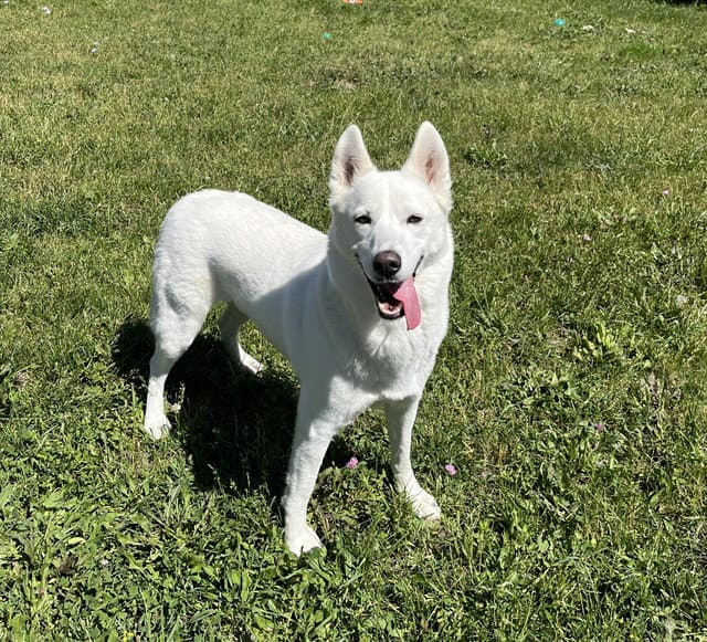 Millie - Siberian Husky