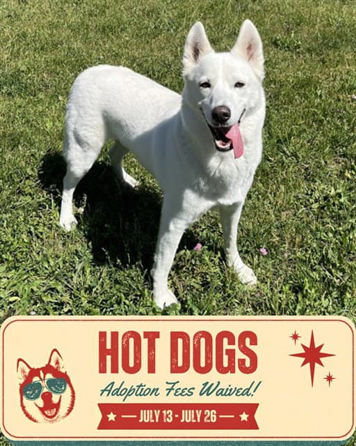 Millie - Siberian Husky