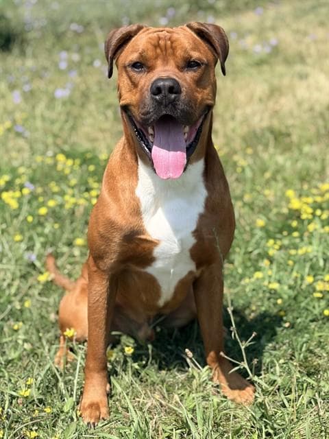Rye - Boxer