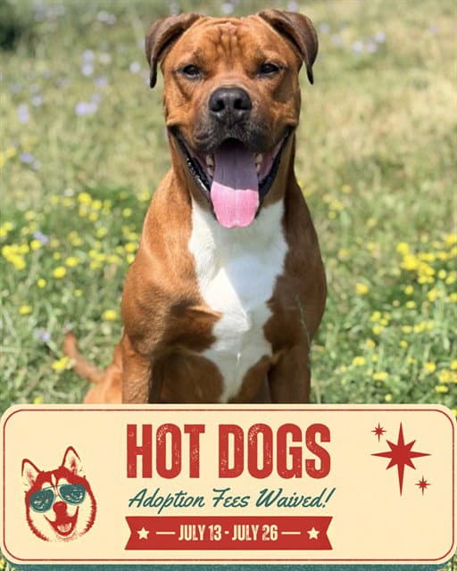 Rye - Boxer
