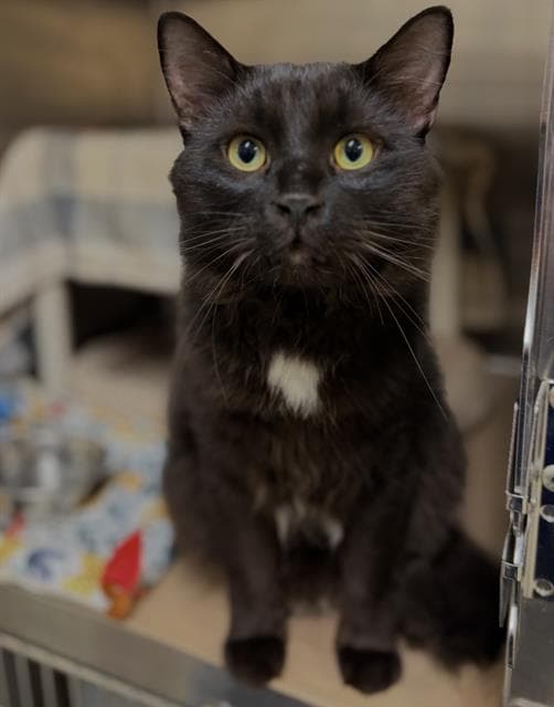 Boba - Domestic Medium Hair