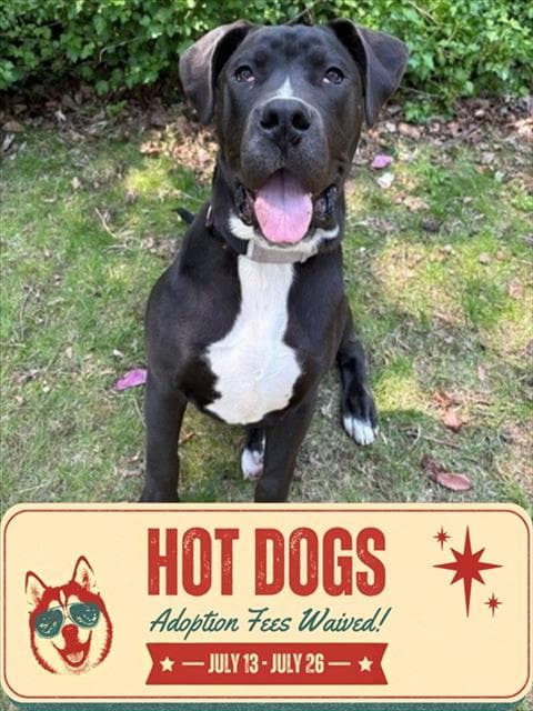 Blaze - American Bulldog