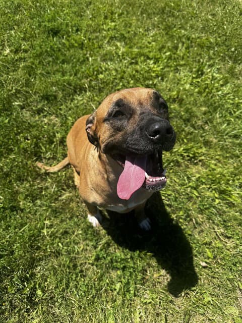 Daphne - Cane Corso Mastiff