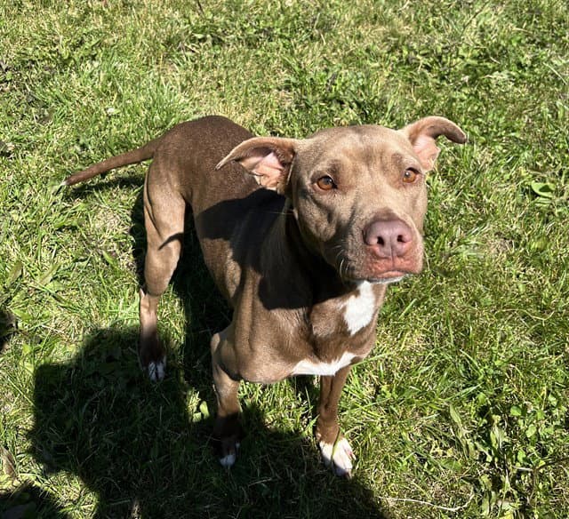 Nelly - American Bulldog