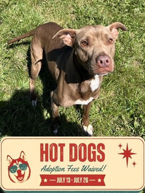 Nelly - American Bulldog