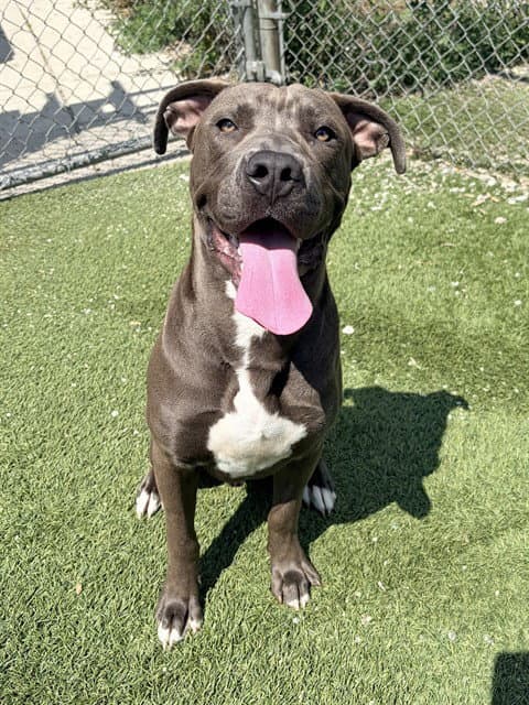 River - American Bulldog
