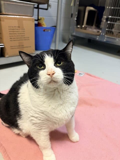 Oreo - Domestic Short Hair