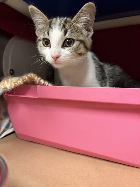 Leo - Domestic Short Hair