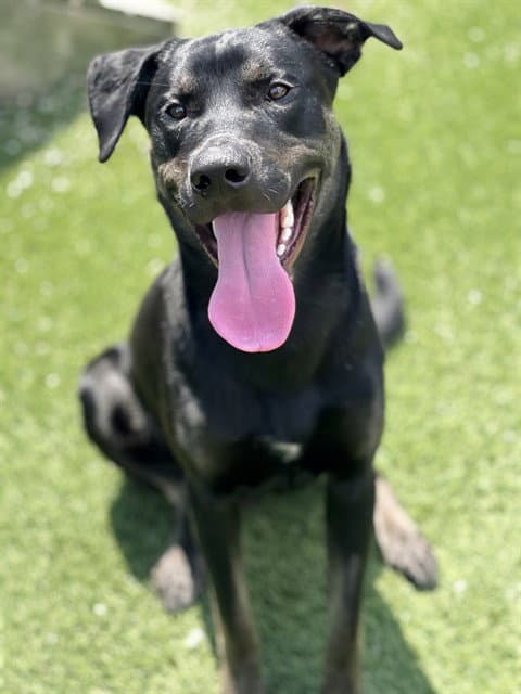 Vinny - Labrador Retriever