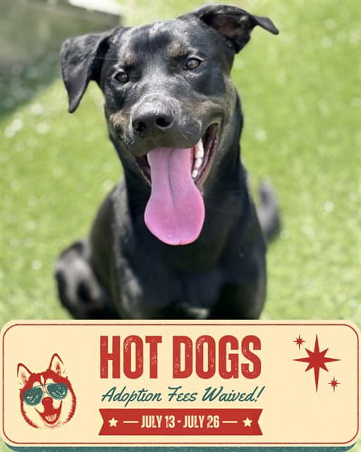 Vinny - Labrador Retriever
