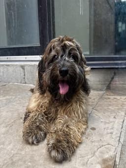 Bruno image 1