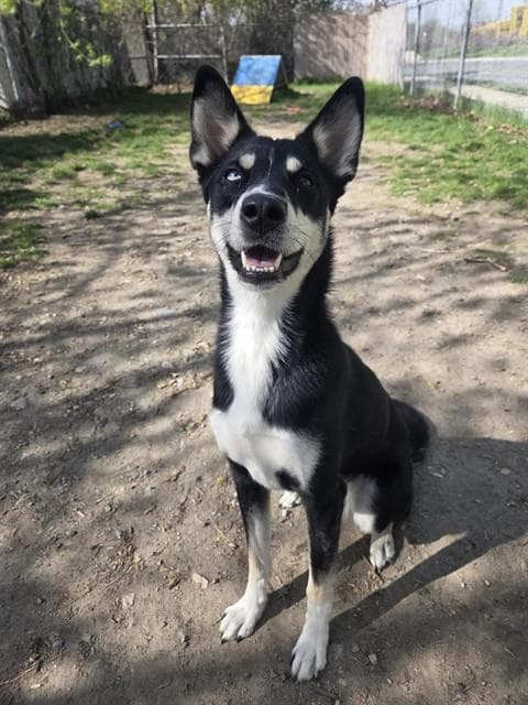 Jenny - Siberian Husky
